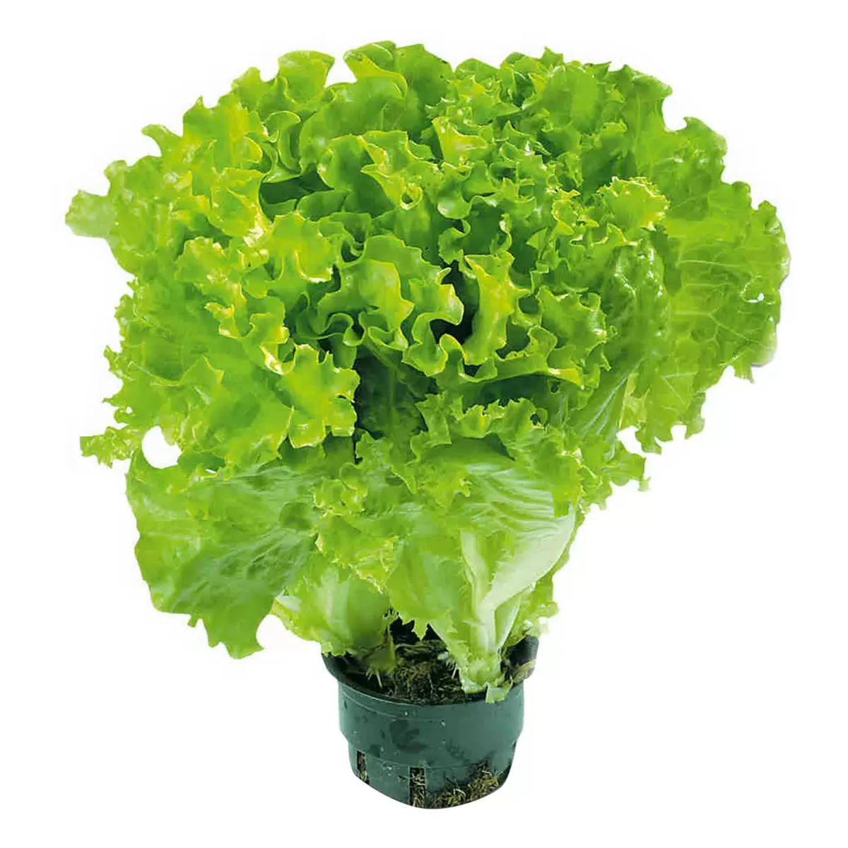 Салат листовой